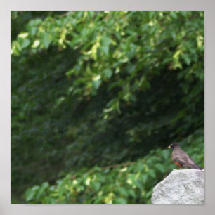 Robin Bird Photo Poster