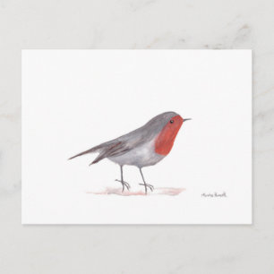 Robin bird postcard