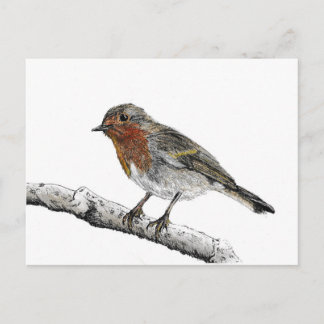 Robin Bird Sketch Postcard