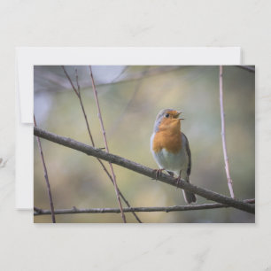 Robin Bird Wildlife Photo Card