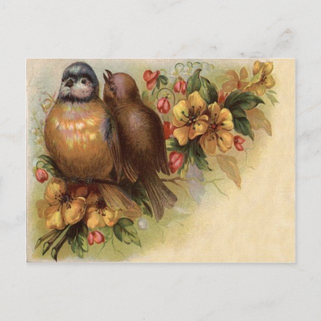 Robin Bird Yellow Red Flower Postcard (Front)