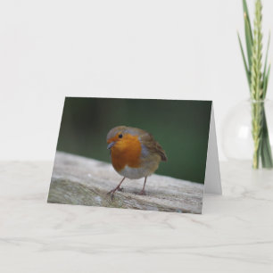 Robin Birthday Card