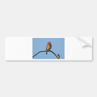 Robin Bumper Sticker