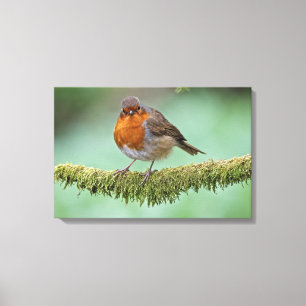 Robin Canvas Print