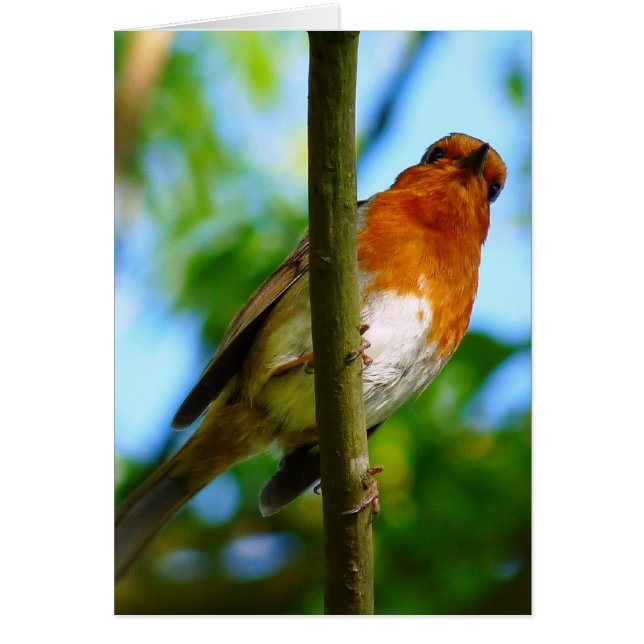 ROBIN CARD (Front)