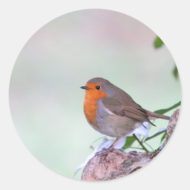Robin Classic Round Sticker (Front)