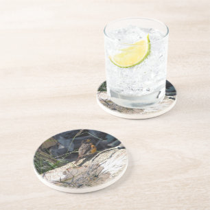 Robin coaster