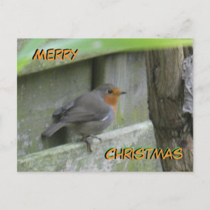 Robin Cust. Merry Christmas Postcard