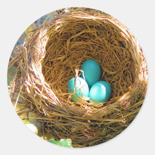 Robin Eggs in a Backyard Tree Nest Classic Round Sticker (Front)