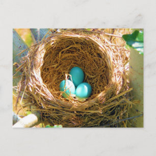 Robin Eggs in a Backyard Tree Nest Postcard