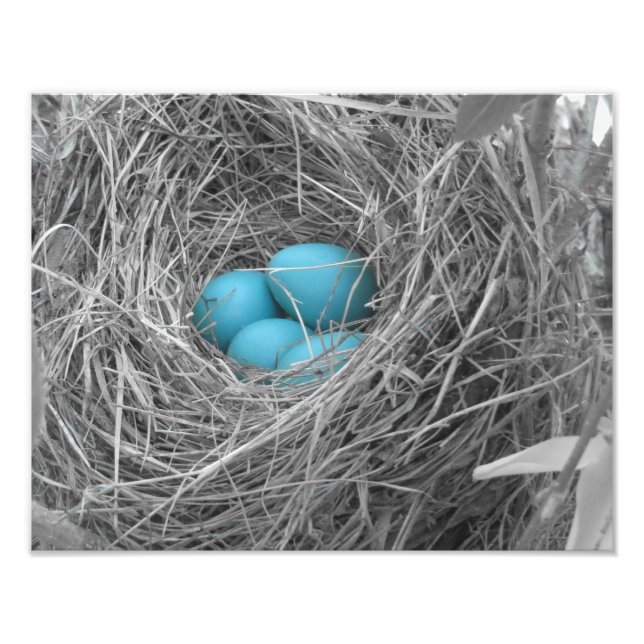 Robin eggs photo print (Front)