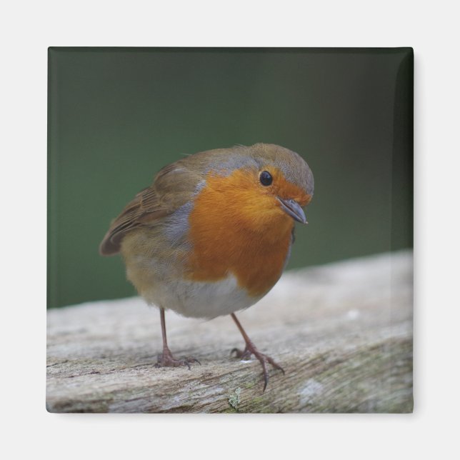 Robin Fridge Magnet (Front)