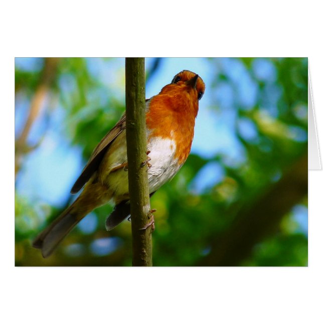 ROBIN GREETINGS CARD (Front Horizontal)