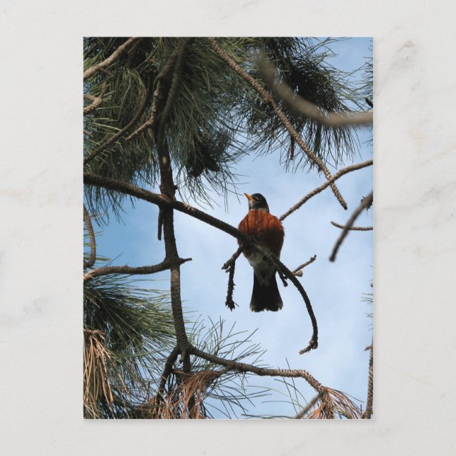 Robin in a pine tree postcard (Front)