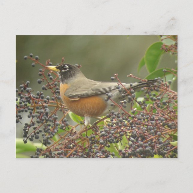 Robin in Berries Postcard (Front)