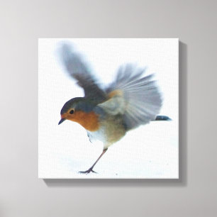 Robin in Flight Canvas Print