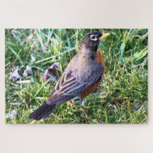 Robin in Grass