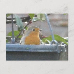Robin in Plant Pot DIY Postcard