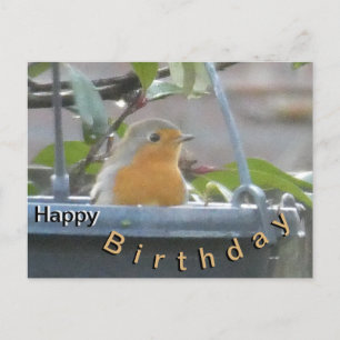 Robin in Plant Pot Happy Birthday Postcard