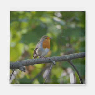 Robin in spiring. magnet