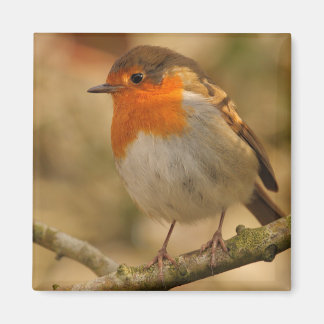 Robin in sunshine magnet