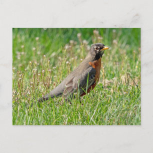 Robin in the grass and sunlight postcard