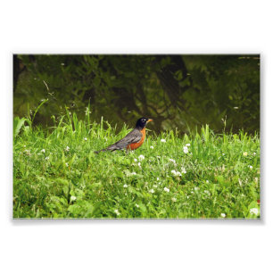 Robin in the Grass Photo Print