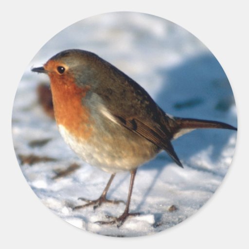Image of Robin in the Snow Classic Round Sticker