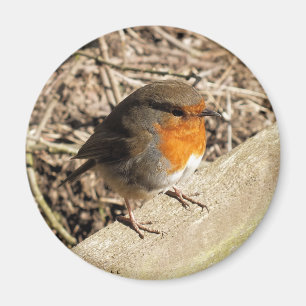 ROBIN MAGNET