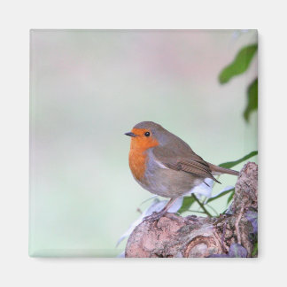 Robin Magnet