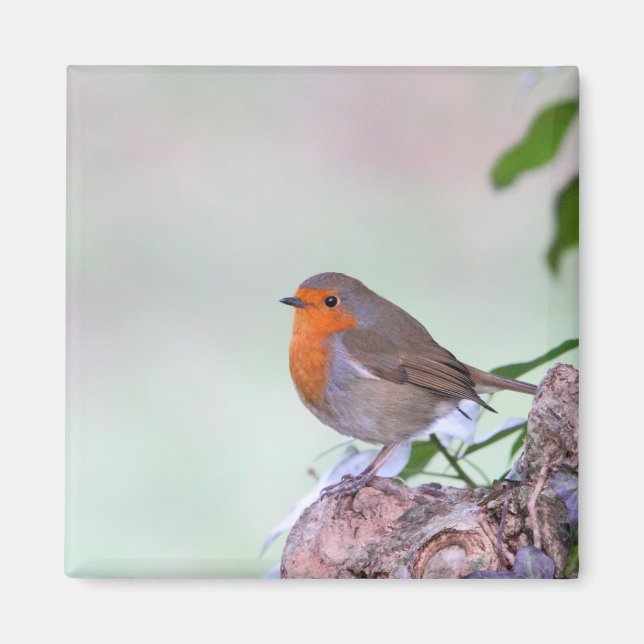 Robin Magnet (Front)