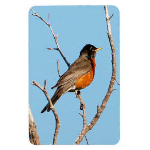 Robin Magnet