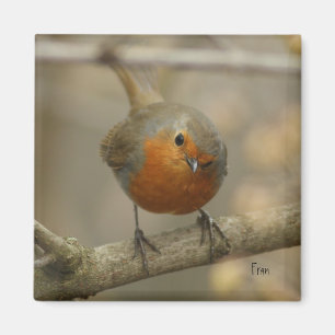 robin magnet