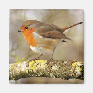 Robin Magnet