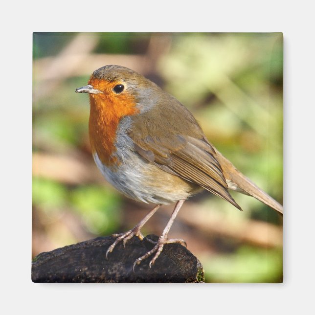 Robin Magnet (Front)