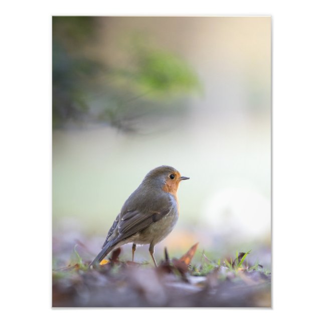 Robin Nature Photo (Front)