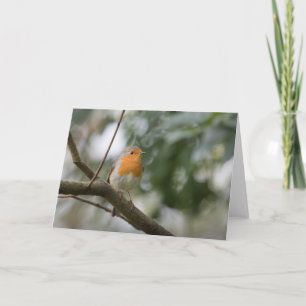 Robin nature photo card