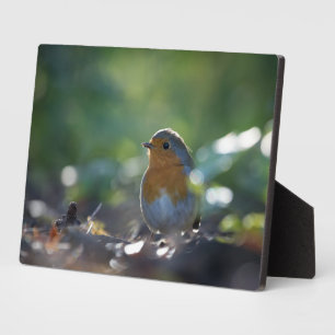 Robin Nature Photo Plaque