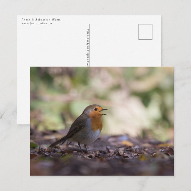 Robin Nature Photo Postcard (Front/Back)