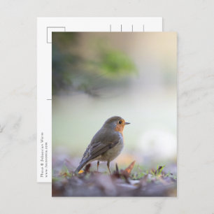 Robin Nature Photo Postcard