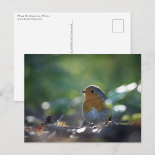 Robin Nature Photo Postcard