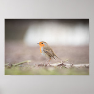 Robin Nature Photo Poster