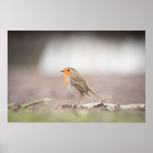 Robin Nature Photo Poster (Front)