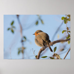 Robin Nature Photo Poster