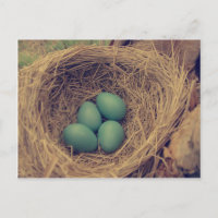 Robin Nest and Eggs