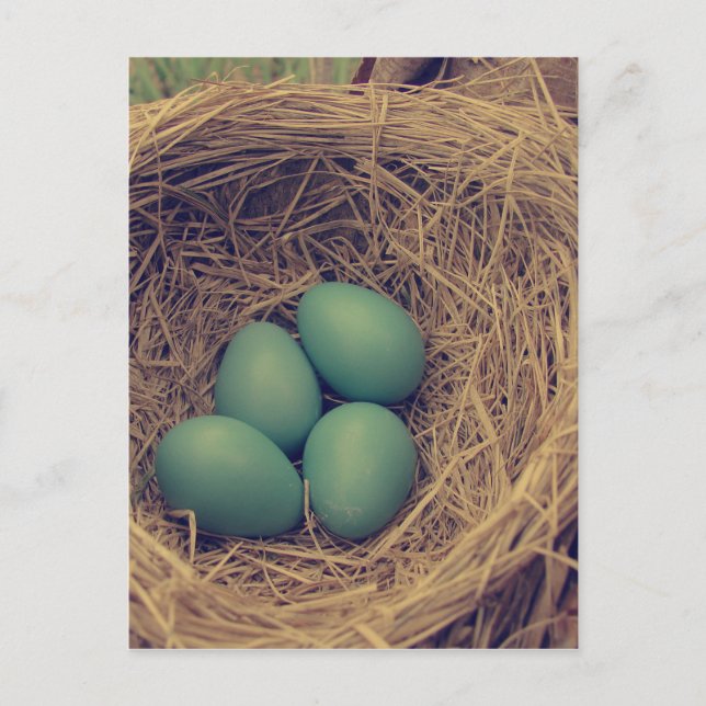 Robin Nest and Eggs Postcard (Front)
