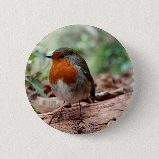 Robin on a limb 6 cm round badge (Front)