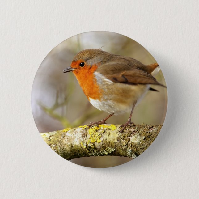Robin on Branch 6 Cm Round Badge (Front)