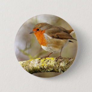 Robin on Branch 6 Cm Round Badge