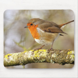 Robin on Branch Mouse Mat